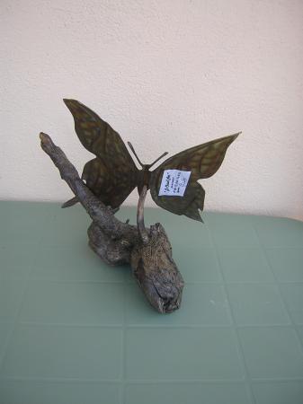 Papilio Etats-Unis 2009